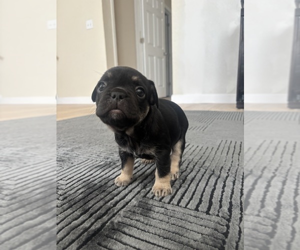 Medium Photo #5 French Bulldog Puppy For Sale in THORNTON, CO, USA