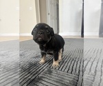 Small #4 French Bulldog