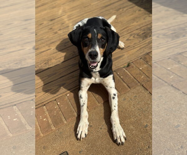 Medium Photo #17 Black and Tan Coonhound-Unknown Mix Puppy For Sale in Holly Springs, NC, USA
