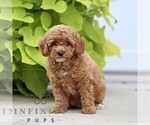 Small #3 Poodle (Miniature)