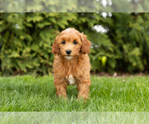 Goldendoodle-Poodle (Miniature) Mix Puppy for sale in BREMEN, IN, USA