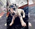 Puppy Daisy Great Dane