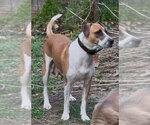 Small #5 Mutt