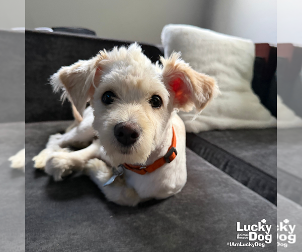 Medium Photo #10 Shih Tzu-Unknown Mix Puppy For Sale in Washington, DC, USA