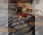 Small Photo #3 Boxer Puppy For Sale in DAYTONA BEACH, FL, USA