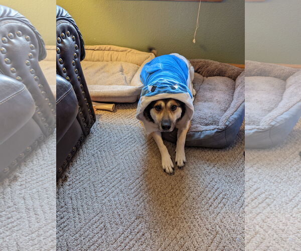 Medium Photo #3 German Shepherd Dog-Unknown Mix Puppy For Sale in Fort Collins, CO, USA