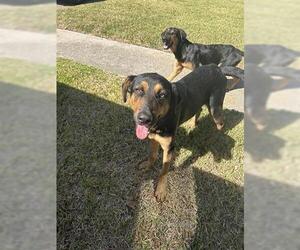 German Shepherd Dog-Unknown Mix Dogs for adoption in Houston, TX, USA