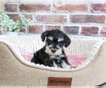 Small #9 Schnauzer (Miniature)