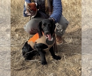 Father of the Cocker Spaniel puppies born on 10/15/2025