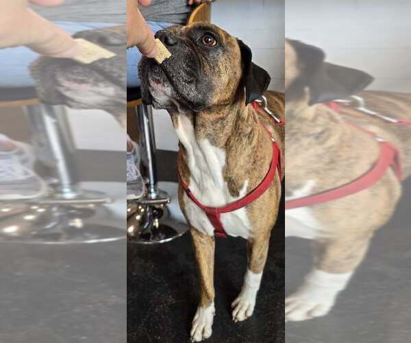 Medium Photo #4 Boxer Puppy For Sale in Austin, TX, USA