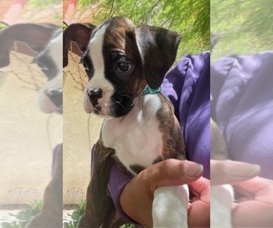 Medium Boxer
