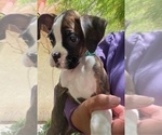 Puppy Puppy 8 Boxer
