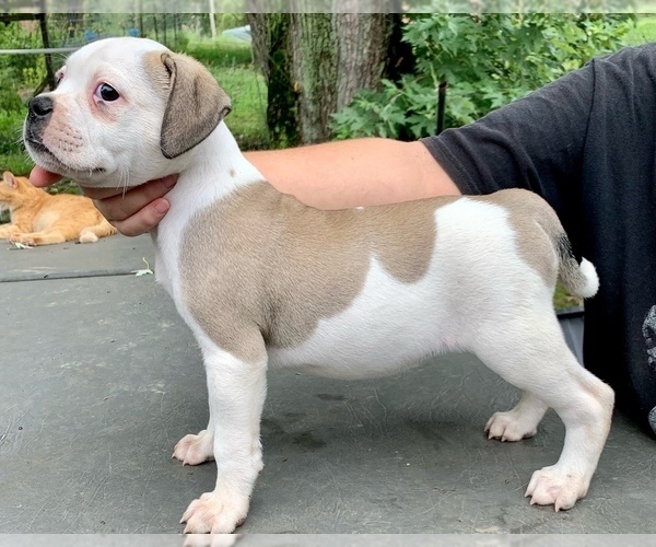 Medium Photo #2 Alapaha Blue Blood Bulldog Puppy For Sale in RUFFS DALE, PA, USA