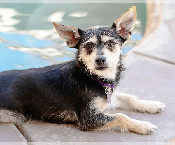 Medium Photo #3 Mutt Puppy For Sale in Corona, CA, USA