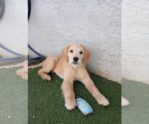 Golden Retriever Puppy for sale in PUEBLO, CO, USA