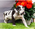 Small #5 Great Dane