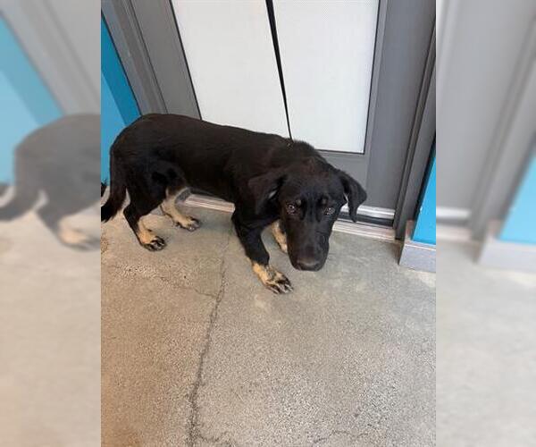 Medium Photo #1 German Shepherd Dog Puppy For Sale in San Martin, CA, USA