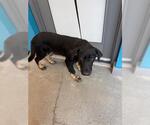 Small German Shepherd Dog