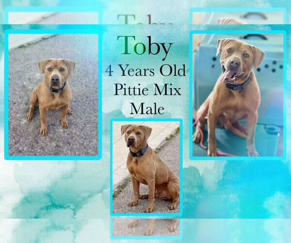 Medium Photo #1 American Pit Bull Terrier-Unknown Mix Puppy For Sale in Jacksonville, NC, USA