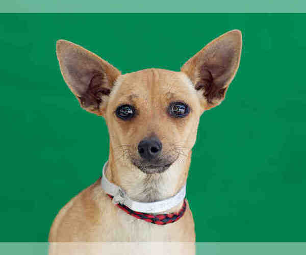 Medium Photo #1 Chihuahua-Unknown Mix Puppy For Sale in Downey, CA, USA