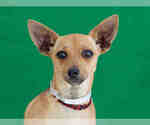 Small Chihuahua Mix