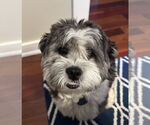 Small Havanese Mix