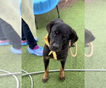 Small Photo #2 Rottweiler Puppy For Sale in Gilbert, AZ, USA