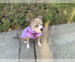 Small #2 American Bulldog Mix