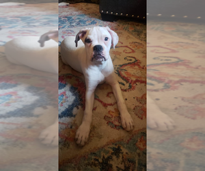 Boxer Puppy for sale in HIGHLAND LAKES, NJ, USA