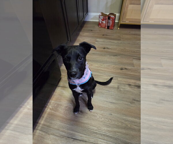 Medium Photo #3 Chihuahua-Retriever  Mix Puppy For Sale in Virginia Beach, VA, USA