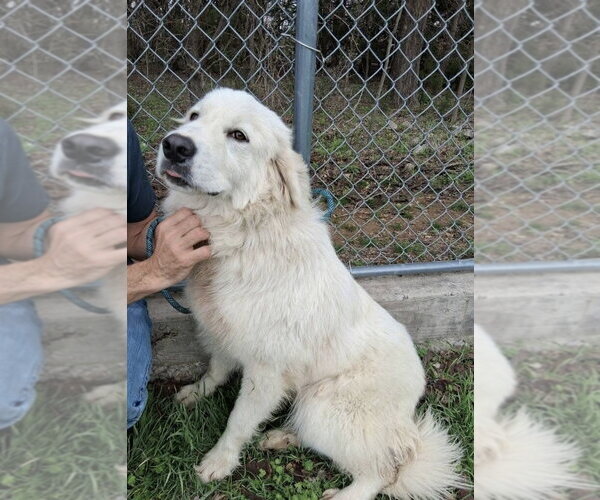 Medium Photo #4 Great Pyrenees Puppy For Sale in Spring, TX, USA