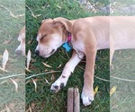 Small #3 Labrador Retriever Mix