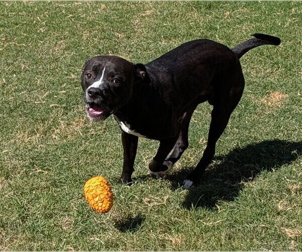 Medium Photo #1 Mutt Puppy For Sale in Plano, TX, USA