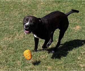 Mutt Dogs for adoption in Plano, TX, USA