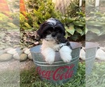 Small #1 Shih Tzu