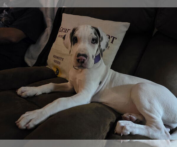 Medium Photo #1 Great Dane Puppy For Sale in Palm Beach, FL, USA
