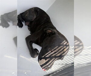 Mutt Dogs for adoption in Houston, TX, USA