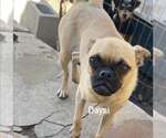 Small #3 Pug Mix