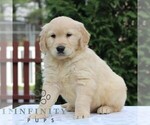 Small Golden Retriever