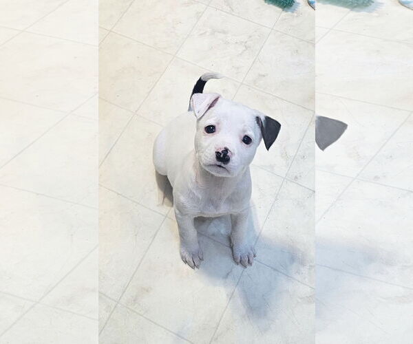 Medium Photo #1 Labrador Retriever-Unknown Mix Puppy For Sale in Rockaway, NJ, USA