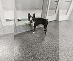Small Boston Terrier