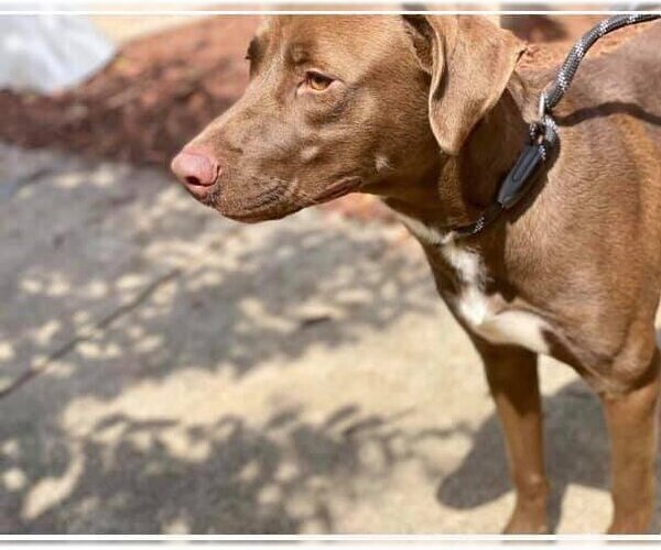 Medium Photo #4 Labrador Retriever-Unknown Mix Puppy For Sale in New York, NY, USA