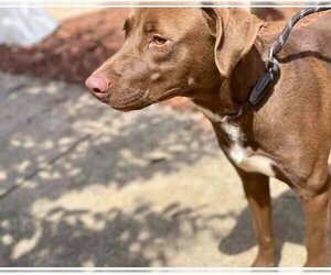 Kona (GA) - Male Labrador Retriever-Unknown Mix Dog for Adoption - Photo #4