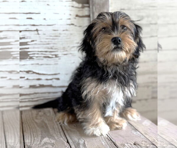 Medium Photo #2 Mutt Puppy For Sale in Boonton, NJ, USA