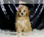 Small Photo #94 Poodle (Miniature) Puppy For Sale in WARSAW, IN, USA