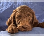 Small Photo #3 Labradoodle Puppy For Sale in LEXINGTON, GA, USA