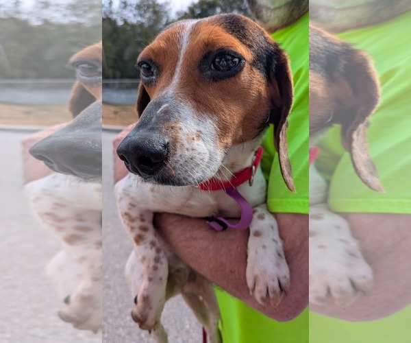 Medium Photo #7 Beagle Puppy For Sale in Dunnellon, FL, USA