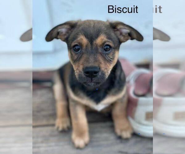 Medium Photo #3 Chiweenie Puppy For Sale in Los Angeles, CA, USA