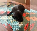 Pink Collar - Female Labrador Retriever Puppy for Sale - Photo #4