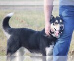 Small Photo #3 Siberian Husky Puppy For Sale in Rustburg, VA, USA